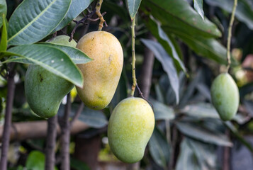 Fresh organic mangoes close up shot on the tree with copy space