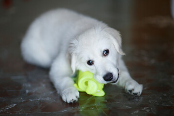 Adorable 3 month old Golden Retriever puppy