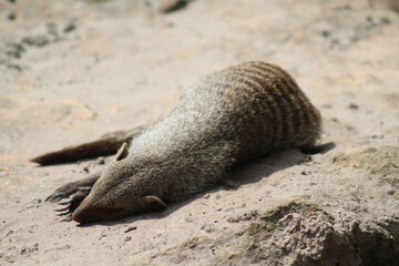 meerkat / prairie dog on a rock