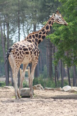 giraffe in the zoo