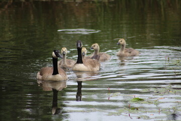 canadian goose family