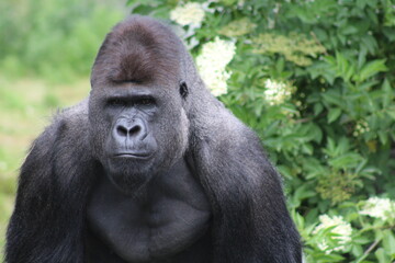 potrait of a gorilla