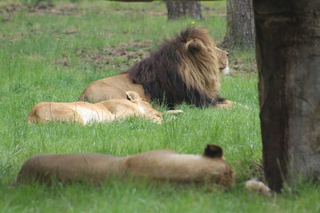 lion and lioness lounging in the grass