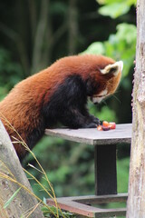 red panda in tree