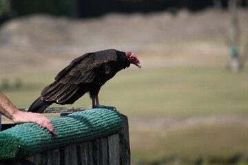 vulture