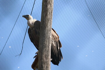 vulture