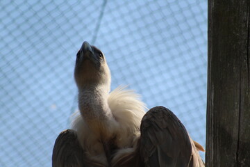 close-up of a vulture