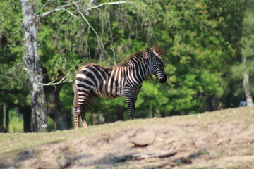 Fototapeta na wymiar young zebra in zoo