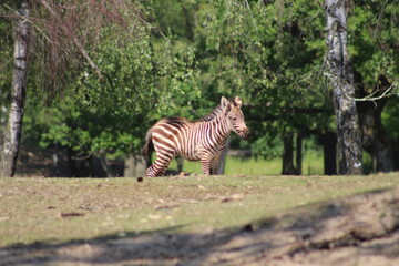 Fototapeta na wymiar baby zebra in the zoo