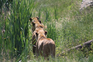 three lionesses in line in the grass