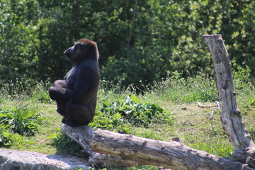gorilla sitting