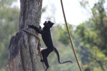 monkey climbing up a tree