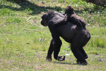 gorilla with child on her back