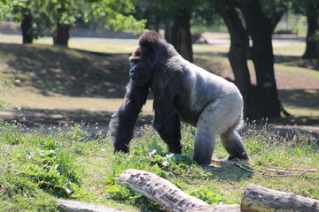 Gorilla walking