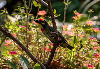 The Coppersmith barbet bird in the garden