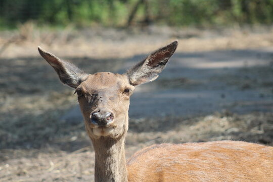 Animal Ears Images – Browse 1,187,234 Stock Photos, Vectors, and