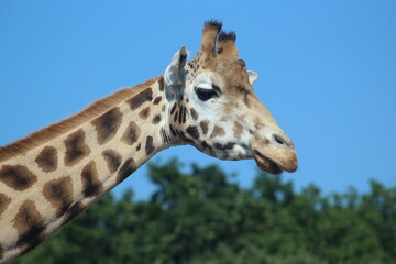 portrait of a giraffe