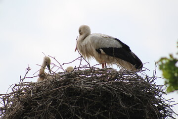 white stork in nest