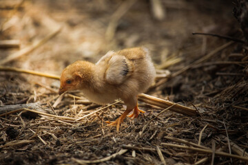 Beautiful portrait of cute baby chicks