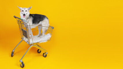 Pretty dog standing in shopping cart
