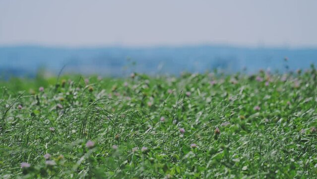 多摩川の土手　風に揺れるアカツメクサ　4K UHD