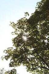 trees and bright and sunny sky