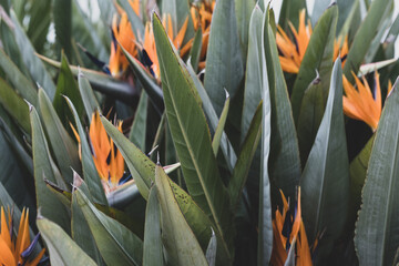 Strelitzia, bird of paradise, or crane lily