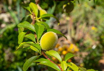 Green, young, ripening fruits of a peach tree on a branch on a sunny day