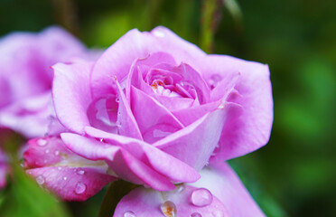 A drop of water on a rose petal, a pink rose