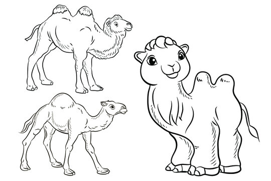 Animal. Black and white image of a camel. Vector drawing. Coloring book for children.