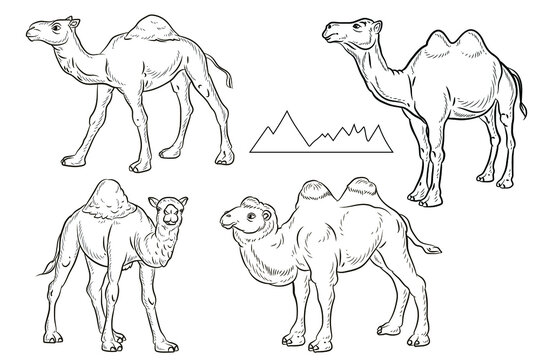 Animal. Black and white image of a camel. Vector drawing. Coloring book for children.