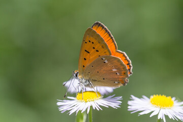 Fototapeta na wymiar Motyl czerwończyk dukacik na rumianku