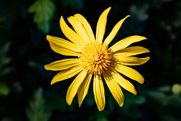 a yellow euryops margerite