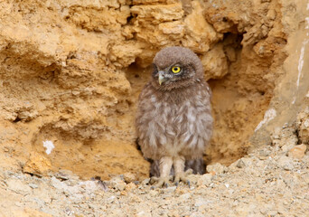 A young little owl exploring the outside world next to his nest