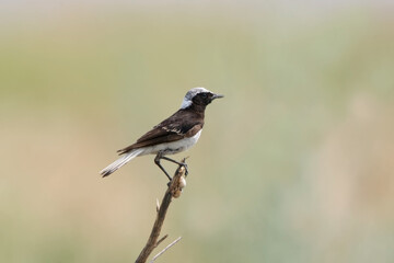 The pied wheatear (Oenanthe pleschanka) is shot on a thin branch on a well-blurred monochrome background