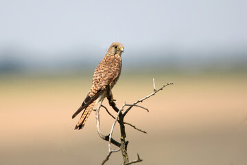A common kestrel female sits on a small tree on blurred background