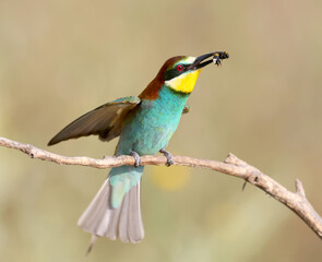 Golden bee-eater filmed with a large bee in its beak on a blurred background