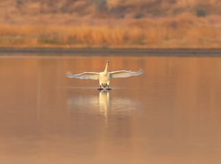 Close up photo of a landing of a swan on water