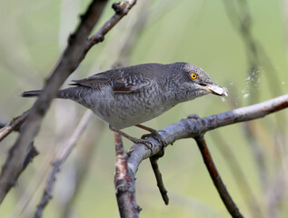 The barred warbler (Sylvia nisoria) with bright yellow eyes sits on the branch and eats a little butterfly