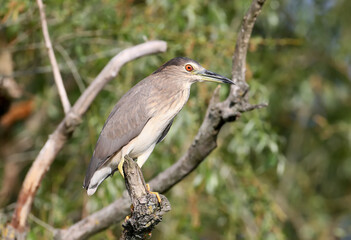 Young night heron portrait