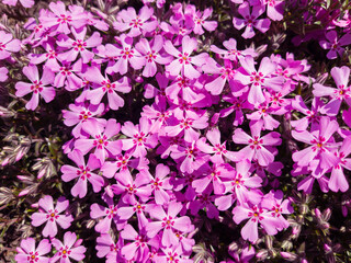 Flowers of Phlox subulata in the graden at springtime.