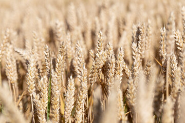 Cereal Wheat Corn in close view