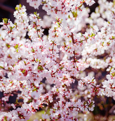 Cherry blossoms. Selective focus with shallow depth of field