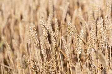 Cereal Wheat Corn in close view