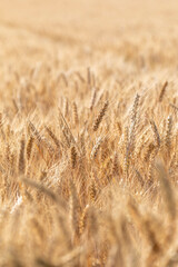 Cereal Wheat Corn in close view