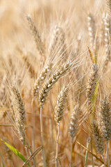 Cereal Wheat Corn in close view