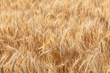 Cereal Wheat Corn in close view