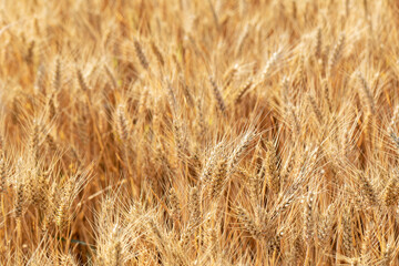 Cereal Wheat Corn in close view