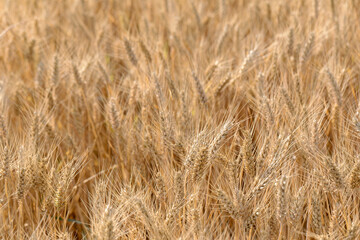 Cereal Wheat Corn in close view