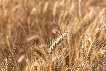 Cereal Wheat Corn in close view
